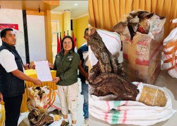 Polres MBD Bongkar Perdagangan 20 Koli Kayu Santigi Ilegal, Iptu Rivaldi Said Serahkan Barang Bukti Ke BKSDA  