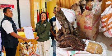 Polres MBD Bongkar Perdagangan 20 Koli Kayu Santigi Ilegal, Iptu Rivaldi Said Serahkan Barang Bukti Ke BKSDA  