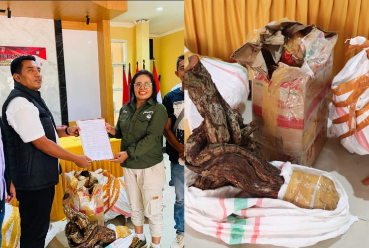 Polres MBD Bongkar Perdagangan 20 Koli Kayu Santigi Ilegal, Iptu Rivaldi Said Serahkan Barang Bukti Ke BKSDA  